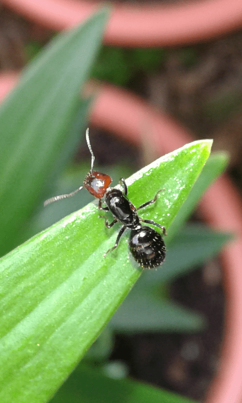 Formicidae : Crematogaster scutellaris? No, Camponotus lateralis